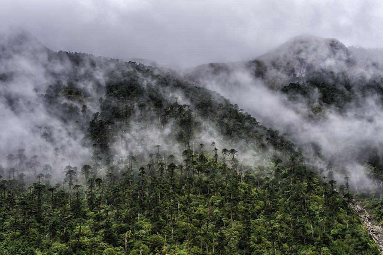 Mist drifting through tall conifers on a steep forested mountainside