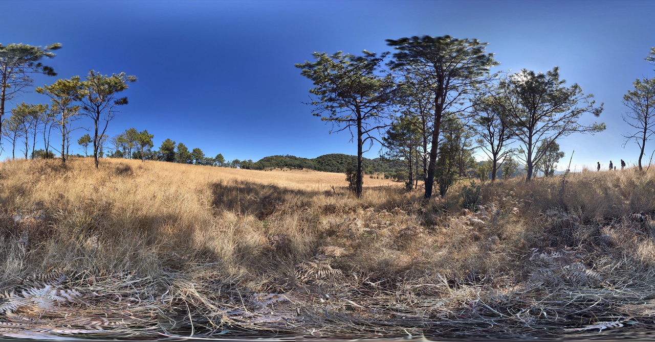 Dry golden grassland with scattered pines, forested hills behind and three distant figures