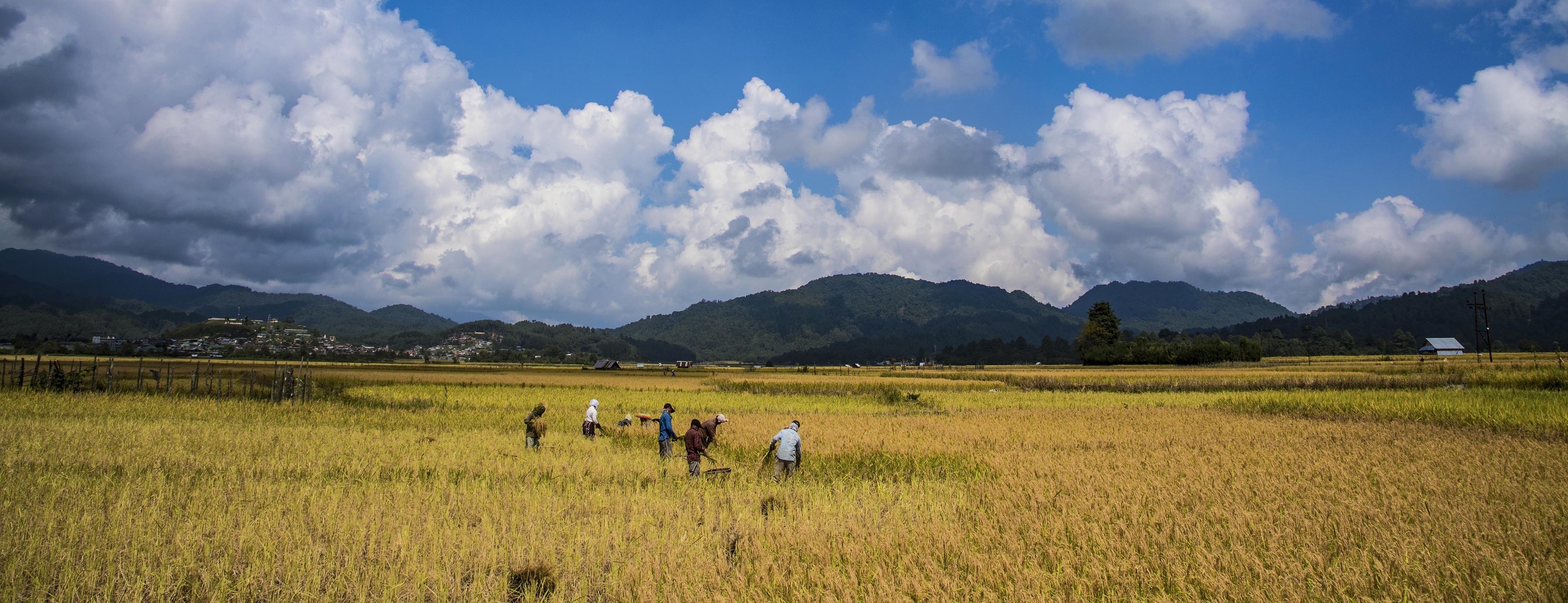 Villagers harvesting paddy under a big sky in a valley in Arunachal Pradesh
